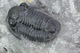 Nice, Gerastos Trilobite Fossil - Morocco #87569-4
